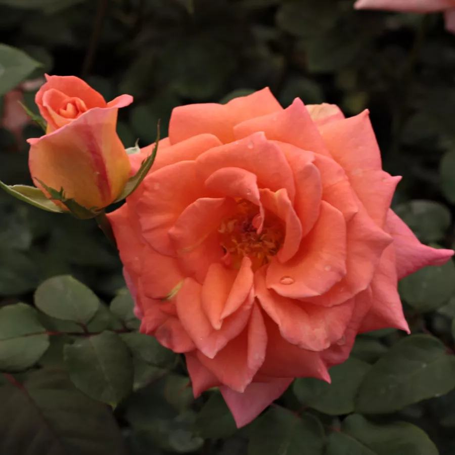 Pomarańczowy - Róża - Ambassador™ - Szkółka Róż Rozaria