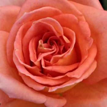 Ružová - školka - eshop  - čajohybrid - oranžový - bez vône - Ambassador™ - (100-140 cm)