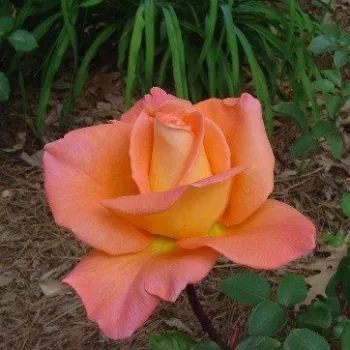 Rosa Ambassador™ - naranja - Árbol de Rosas Híbrido de Té - rosal de pie alto- forma de corona de tallo recto