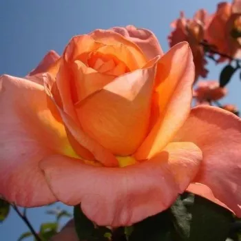Naranja con tonos rosa - árbol de rosas híbrido de té – rosal de pie alto   (120-150 cm)