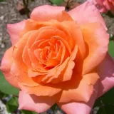 Ruža čajevke - bez mirisna ruža - naranča - Rosa Ambassador™