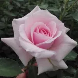 Rózsaszín - parkrózsa - Online rózsa vásárlás - Rosa Felberg's Rosa Druschki - közepesen illatos rózsa - vanilia aromájú