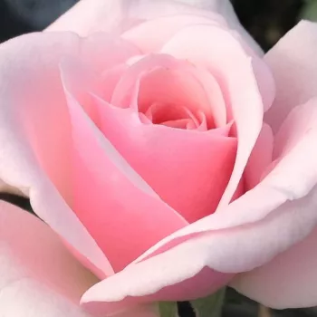 Rózsa kertészet - rózsaszín - parkrózsa - Felberg's Rosa Druschki - közepesen illatos rózsa - vanilia aromájú - (150-200 cm)