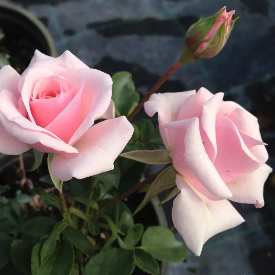 Rose - Rosier - Felberg's Rosa Druschki - Rosier achat en ligne