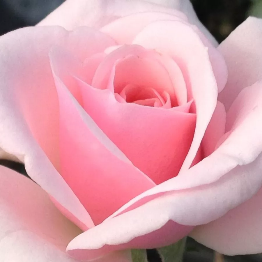 Shrub, Hybrid Perpetual - Ruža - Felberg's Rosa Druschki - Narudžba ruža