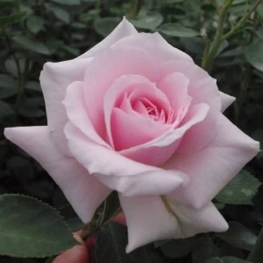Różowy - Róża - Felberg's Rosa Druschki - 