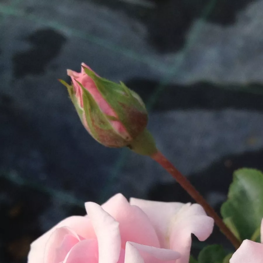 Rosier haute tige - Fleurs groupées en bouquet - Rosier - Felberg's Rosa Druschki - 