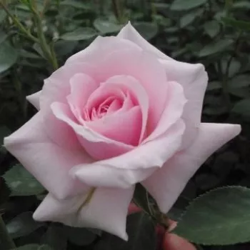 Velmi jemná růžová - stromkové růže - Stromkové růže, květy kvetou ve skupinkách