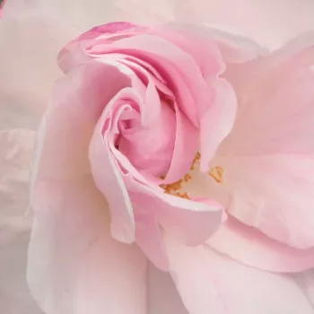 Rózsák webáruháza. - fehér - történelmi - rambler, futó - kúszó rózsa - Félicité et Perpétue - intenzív illatú rózsa - szegfűszeg aromájú - (450-610 cm)