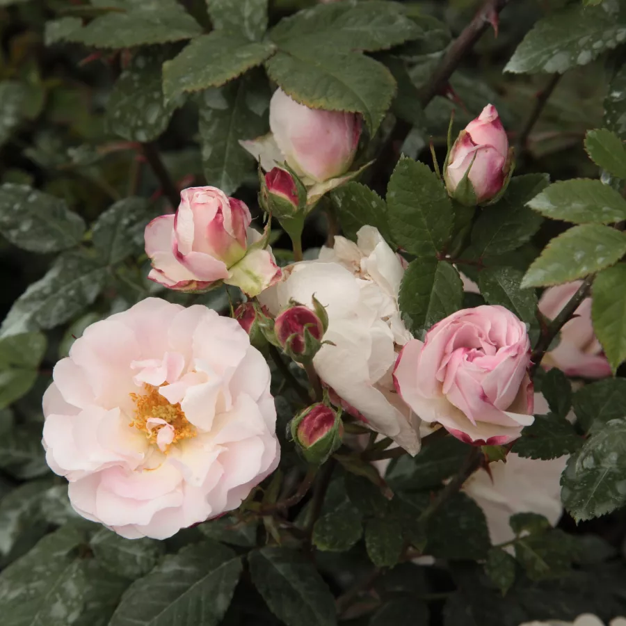 Bianca - Rosa - Félicité et Perpétue - Produzione e vendita on line di rose da giardino