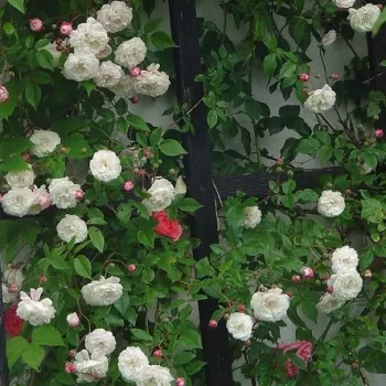 V púčiku bledoružová neskôr biela - historická ruža - rambler   (450-610 cm)