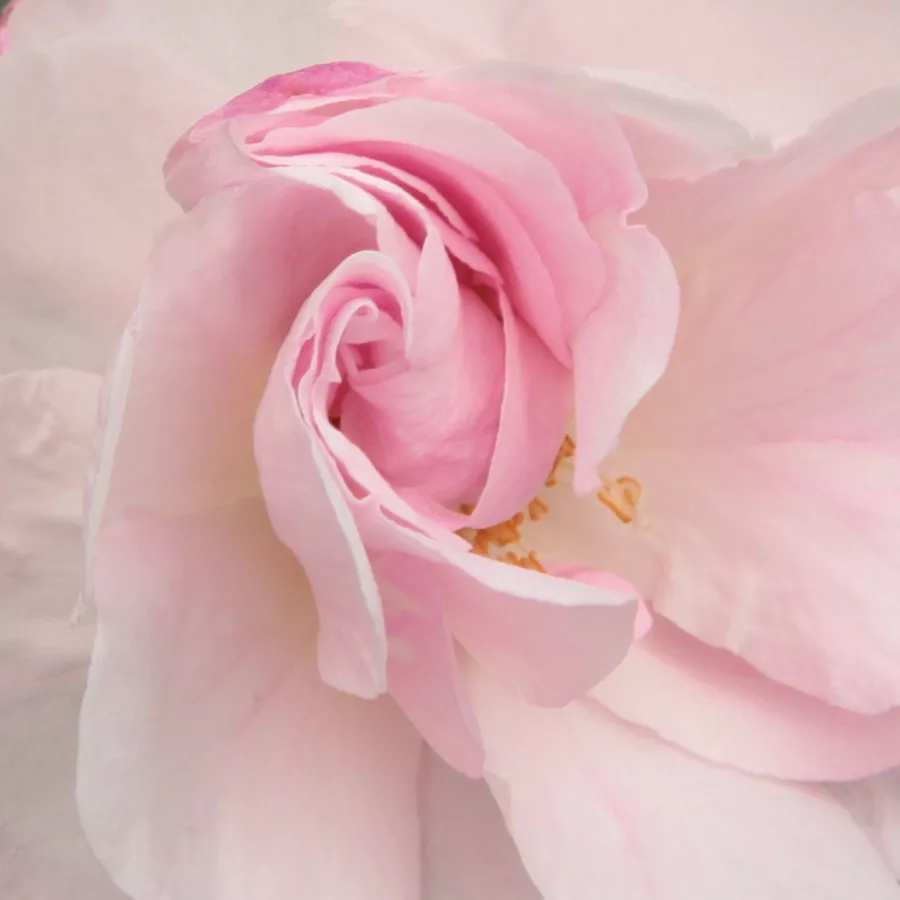 Rambler, Historical roses, Hybrid Sempervirens - Ruža - Félicité et Perpétue - Ruže - online - koupit