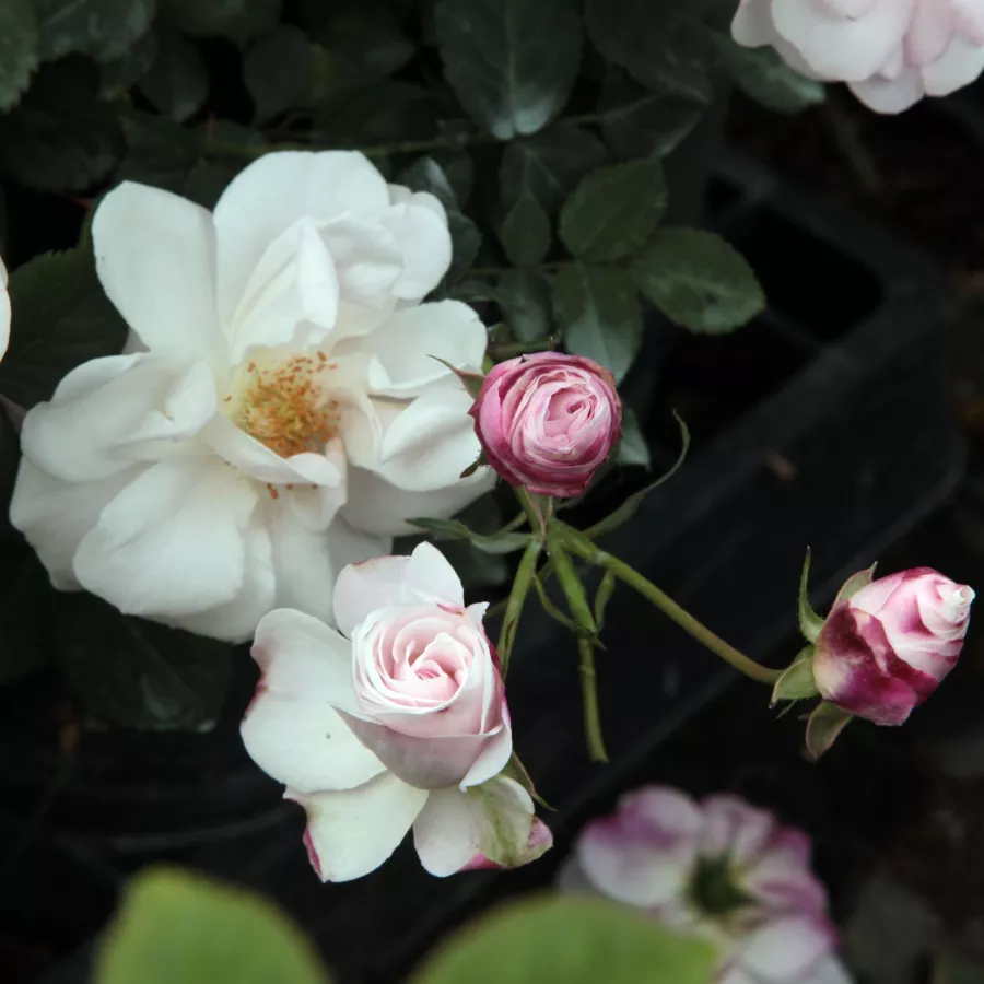 árbol de rosas miniatura - rosal de pie alto - Rosa - Félicité et Perpétue - rosal de pie alto