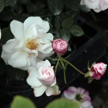 Rosa Félicité et Perpétue - bílá - stromkové růže - Stromková růže s drobnými květy