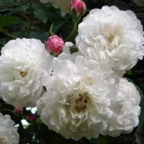 Historická ruža - rambler - intenzívna vôňa ruží - klinčeková aróma - biely - Rosa Félicité et Perpétue