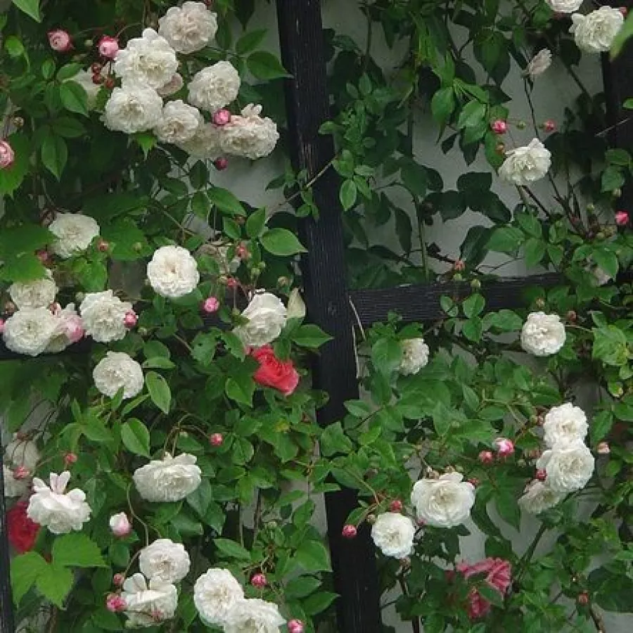 Bukietowe - Róża - Félicité et Perpétue - sadzonki róż sklep internetowy - online