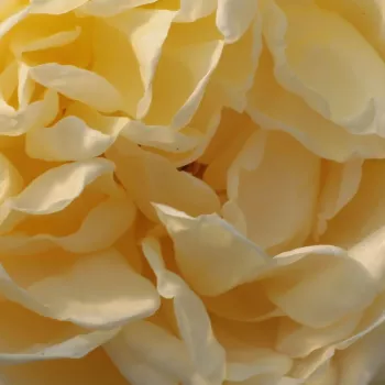 Online rózsa kertészet - sárga - nosztalgia rózsa - Felidaé™ - intenzív illatú rózsa - alma aromájú - (100-120 cm)