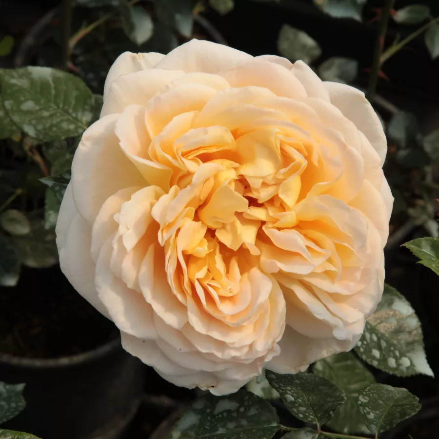 Róża nostalgie - Róża - Felidaé™ - Szkółka Róż Rozaria