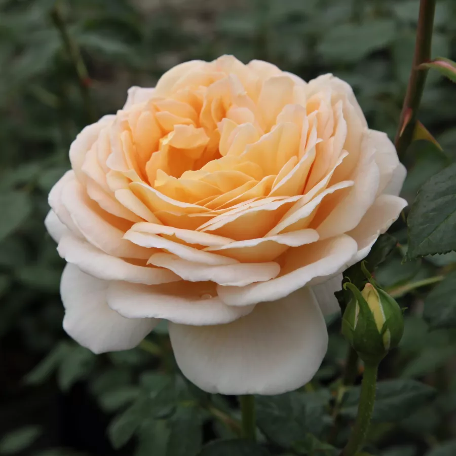 żółty - Róża - Felidaé™ - Szkółka Róż Rozaria
