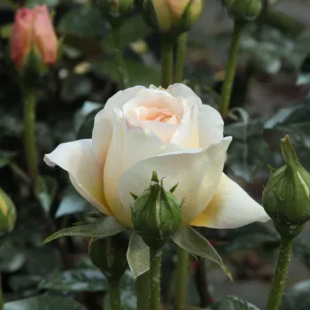 Rosa Felidaé™ - gelb - nostalgische rosen