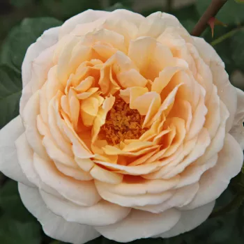 Jaune abricot - Rosier aux fleurs anglaises - rosier à haute tige - buissonnant