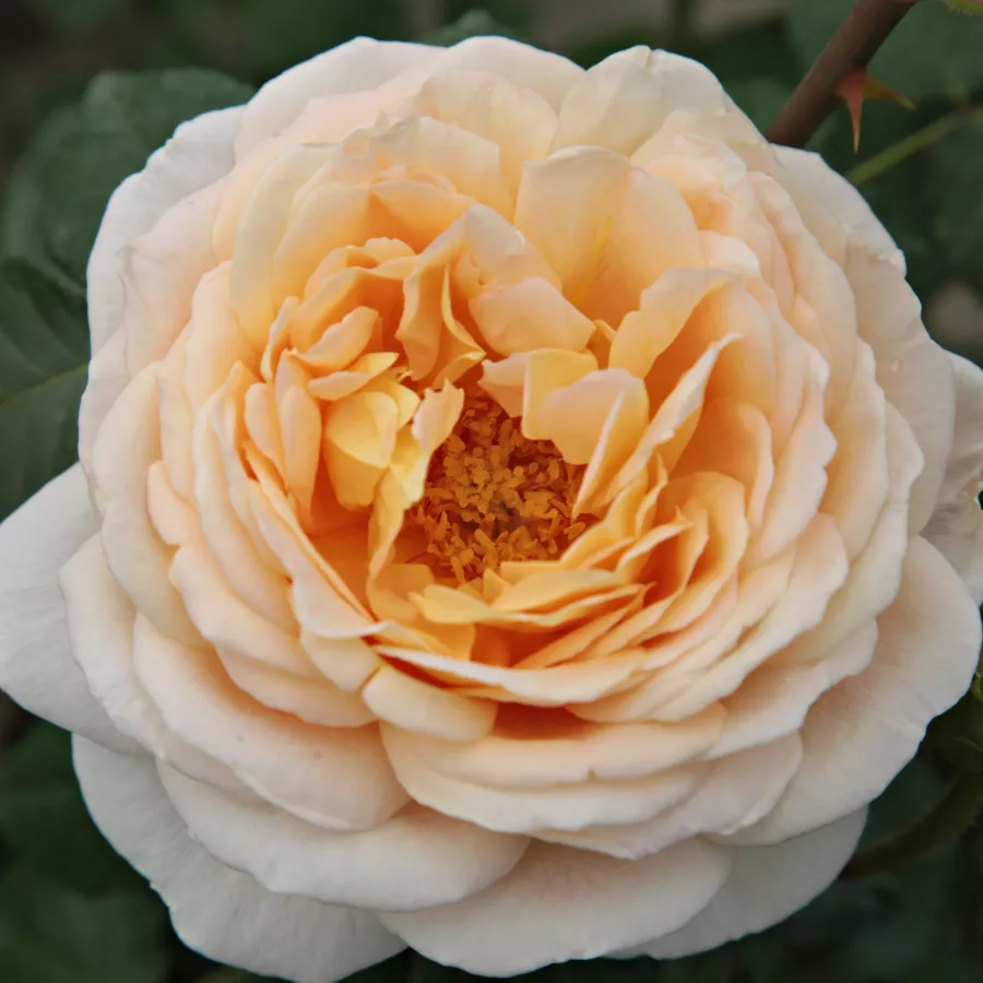 Plină, densă - Trandafiri - Felidaé™ - comanda trandafiri online