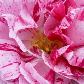 Rózsa rendelés online - fehér - vörös - történelmi - perpetual hibrid rózsa - Ferdinand Pichard - intenzív illatú rózsa - ibolya aromájú - (120-240 cm)