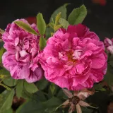 Hybrid Perpetual vrtnice - bela - rdeča - Vrtnica intenzivnega vonja - Rosa Ferdinand Pichard - Na spletni nakup vrtnice
