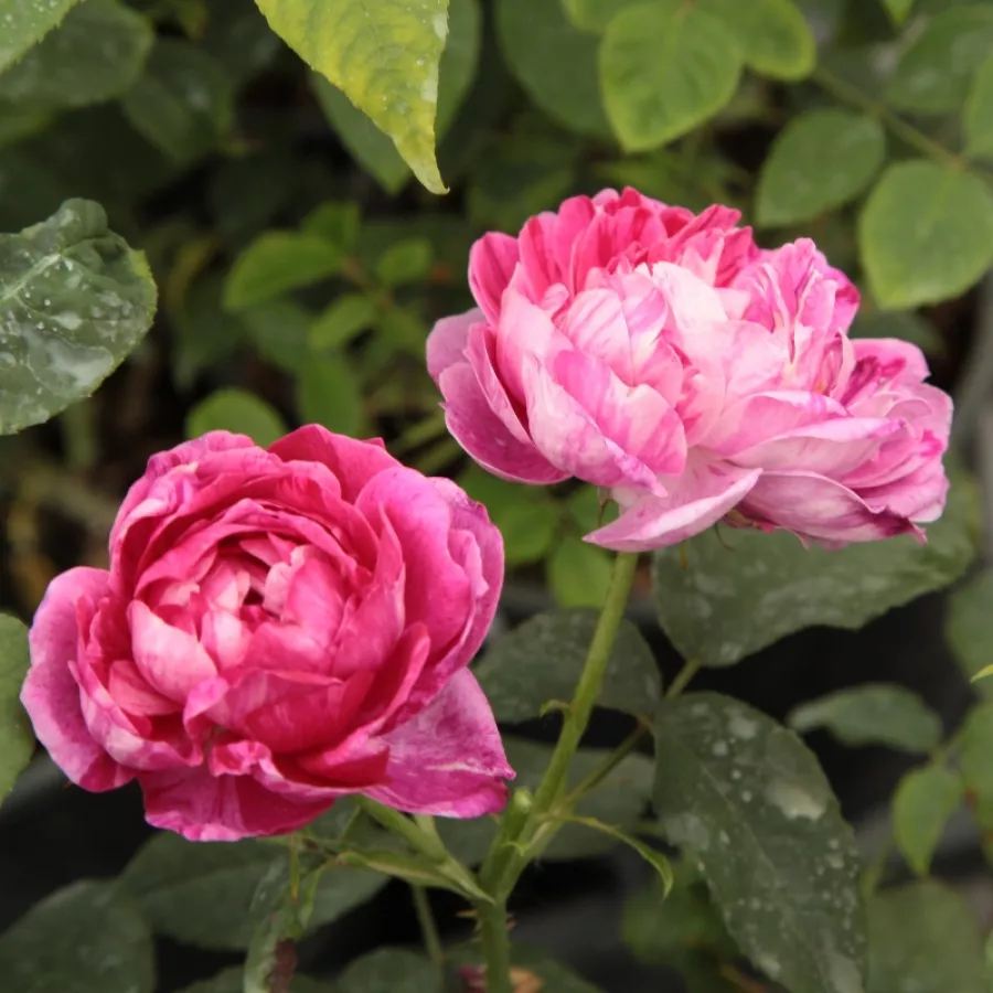 Biało - czerwony - Róża - Ferdinand Pichard - Szkółka Róż Rozaria