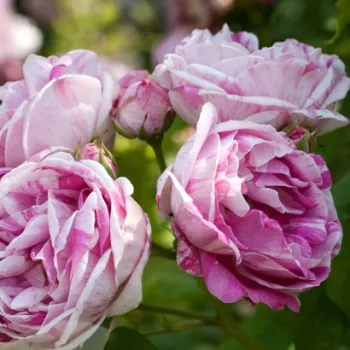 Rosa Ferdinand Pichard - bijelo - crveno - Hibrid perpetual ruža
