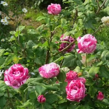 Weiß mit purpur oder roten streifen - hybrid perpetual rosen   (120-240 cm)