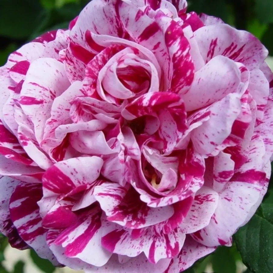 Hybrid Perpetual - Róża - Ferdinand Pichard - Szkółka Róż Rozaria