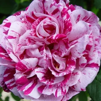 Růže online koupit v prodejně - Historické růže - Perpetual hibrid - bílá - bordová - intenzivní - Ferdinand Pichard - (120-240 cm)