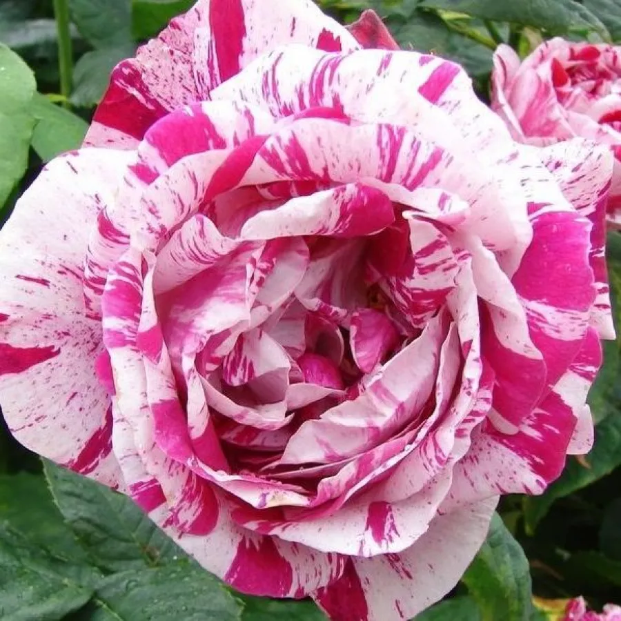 Blanco rojo - Rosa - Ferdinand Pichard - rosal de pie alto
