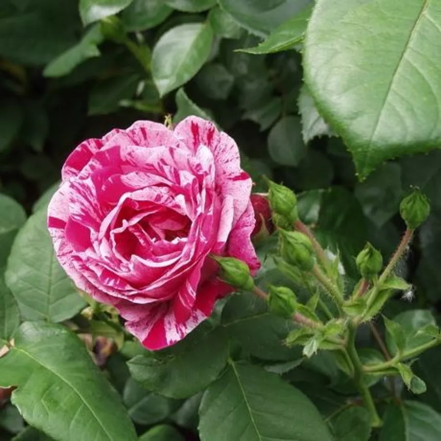Teahibrid virágú - magastörzsű rózsafa - Rózsa - Ferdinand Pichard - Kertészeti webáruház
