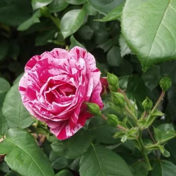 Rosa Ferdinand Pichard - bílá - bordová - stromkové růže - Stromkové růže s květmi čajohybridů