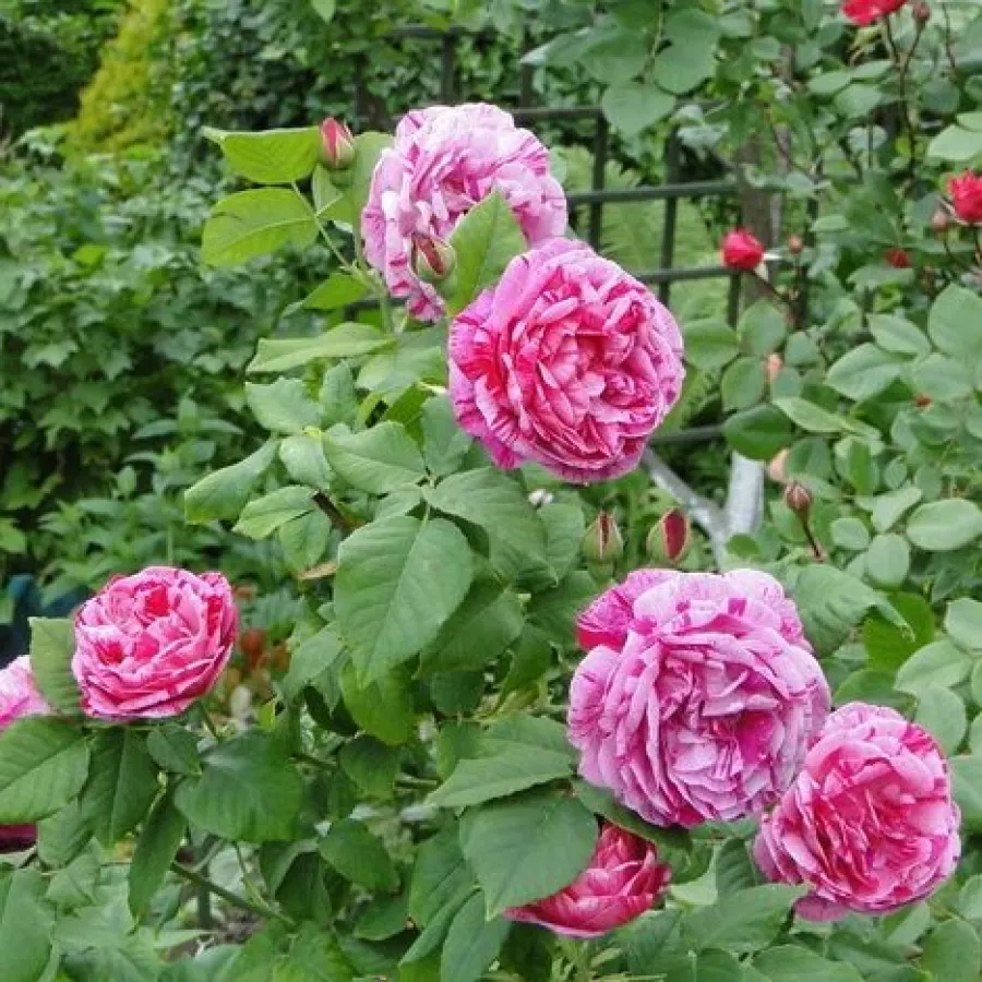120-150 cm - Rosa - Ferdinand Pichard - rosal de pie alto