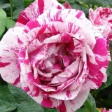 Rosier haute tige - blanc rouge - Rosa Ferdinand Pichard - parfum intense