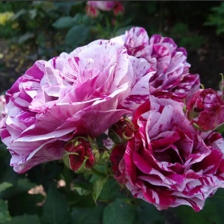 Rose Ibridi Perenni - Rosa - Ferdinand Pichard - produzione e vendita on line di rose da giardino