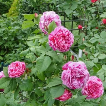 Fehér - bíbor csíkos - történelmi - perpetual hibrid rózsa - intenzív illatú rózsa - ibolya aromájú