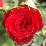 Vörös - törpe - mini rózsa - Online rózsa vásárlás - Rosa Festival® - diszkrét illatú rózsa - gyümölcsös aromájú