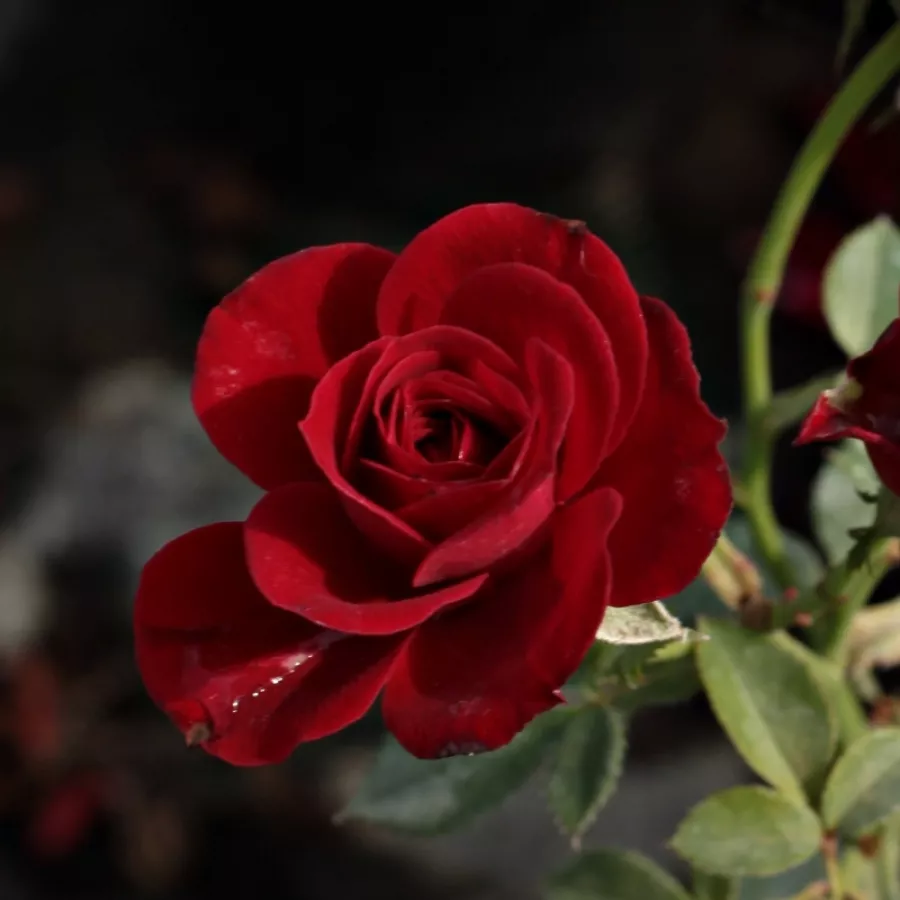 Róże miniaturowe - Róża - Festival® - Szkółka Róż Rozaria
