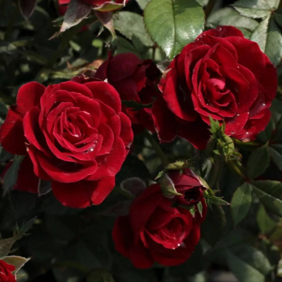 Rojo - Rosa - Festival® - Comprar rosales online