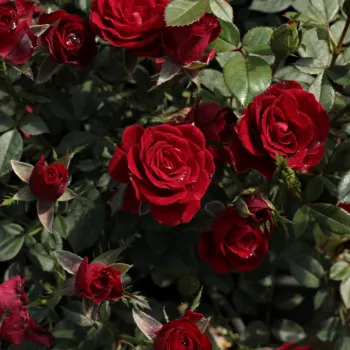 Rosa Festival® - rojo - Rosales miniatura