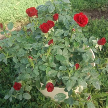 Sötétpiros - törpe - mini rózsa - diszkrét illatú rózsa - gyümölcsös aromájú