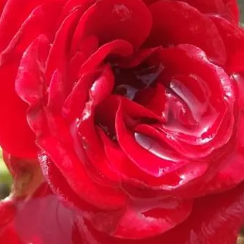 Rózsa kertészet - vörös - magastörzsű rózsa - apróvirágú - Festival® - diszkrét illatú rózsa - gyümölcsös aromájú