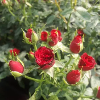 Rosa Festival® - červená - Stromková ruža s drobnými kvetmistromková ruža s kompaktným tvarom koruny