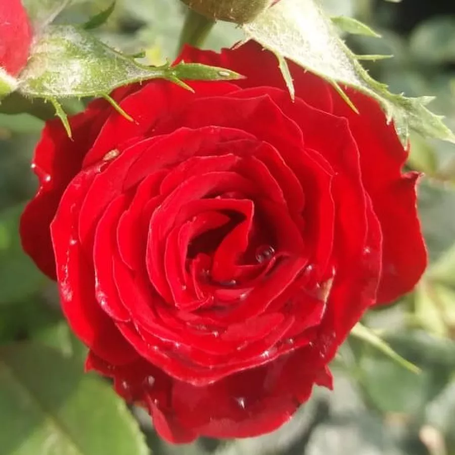 Roșu - Trandafiri - Festival® - răsaduri și butași de trandafiri 