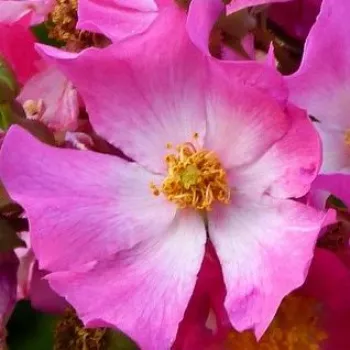 Rózsák webáruháza. - rózsaszín - talajtakaró rózsa - Fil des Saisons ® - diszkrét illatú rózsa - citrom aromájú - (30-50 cm)