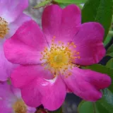 Talajtakaró rózsa - rózsaszín - diszkrét illatú rózsa - citrom aromájú - Rosa Fil des Saisons ® - Online rózsa rendelés